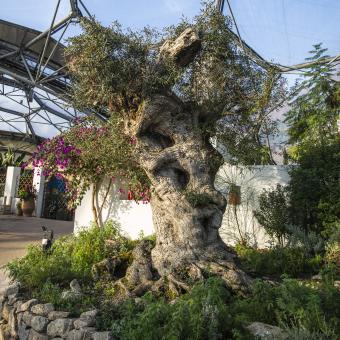 Olive tree in Mediterranean Biome at Eden Project